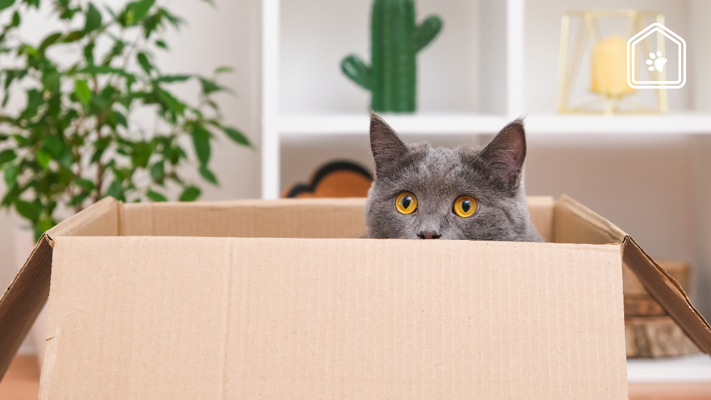 Zo laat je je kat het beste wennen aan een nieuw thuis